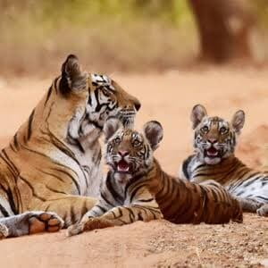 Bandavgarh Park with Tigers and Cubs