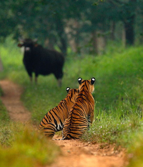 Central India Luxury Tours