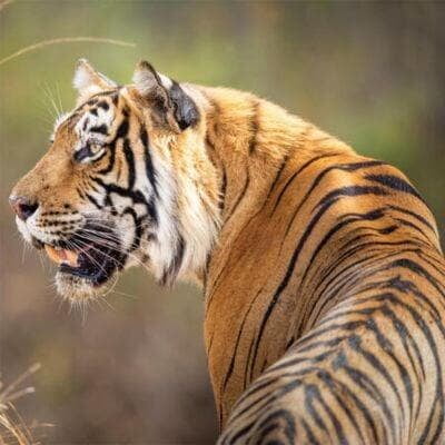 Central India Tailor made Luxury Tour