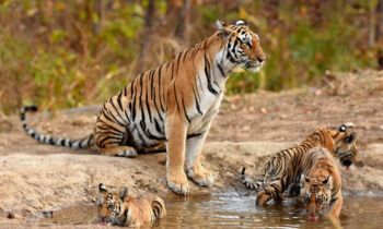 Tiger Cubs in Central India