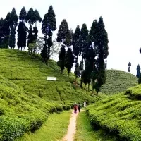 Explore Darjeeling's Tea Estates