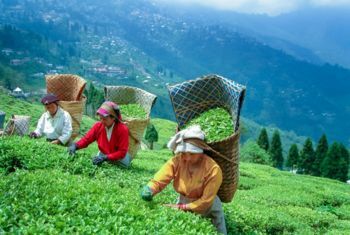 Darjeeling Luxury Tours