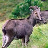 Eravikulam National Park Visit