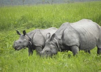 Chitam Safaris Nepal