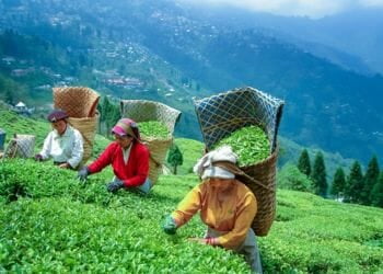 Darjeeling Tea Estates
