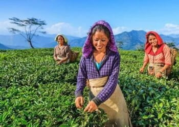 Dibrugarh Tea estates