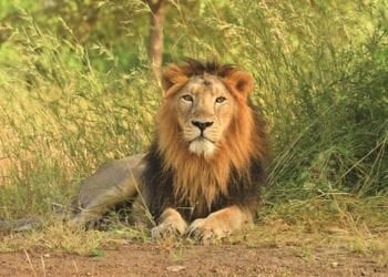 Gir Lions India