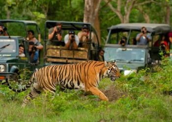 Kabini Wildlife Safaris
