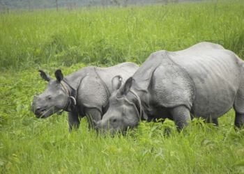 Kaziranga India Rhino