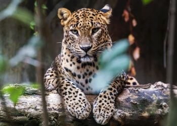 Leopards of Yala National Park