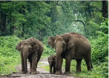 Nameri Park Elephants