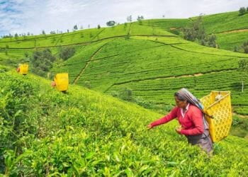 Nuwala Eliya Tea Estates
