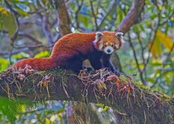Red Panda Nameri National Park