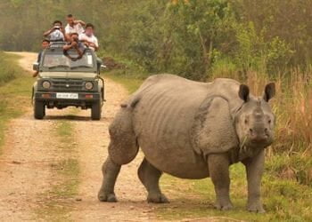 Safari in Kaziranga jeep