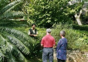 Thekkady Tea Plantations