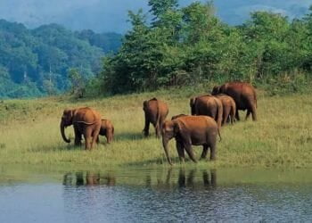 Thekkady Elephants