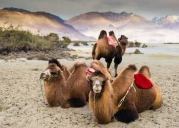 camel safari in Nubra Valley