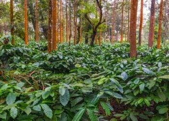 coffee in Chikmagalur