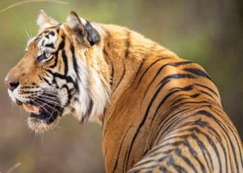 Pench tigers Safari