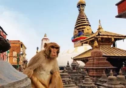 Monkey over Boudhanath Stupa - Nepal Tour Itinerary