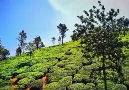 Munnar Hills and Tea Estates