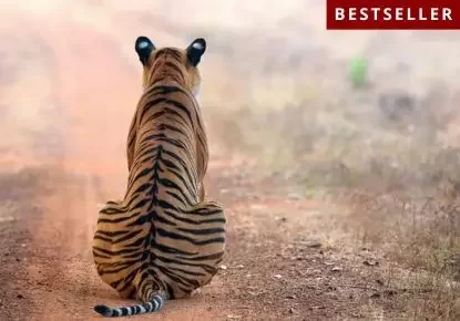 Tigers of Central India - Safari Tours India Itinerary