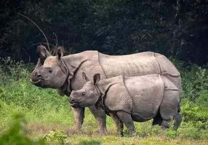 Rhinos of Kaziranga - North east India Wildlife Itinerary