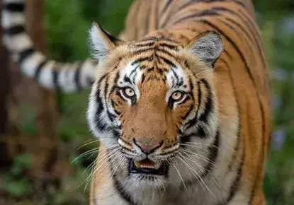 Bengal tiger on wildlife safari in India - Explore Trails of the Tigers itinerary