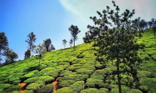 Kerala Hills Private Tours