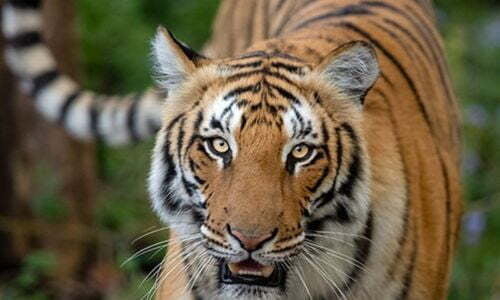 Luxury Tiger Tours