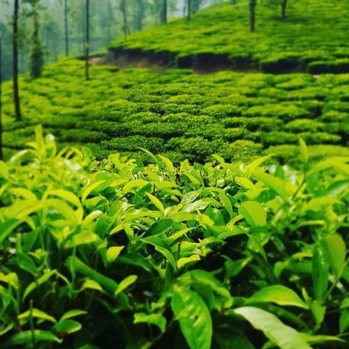 Karnataka and Kerala Luxury Tour