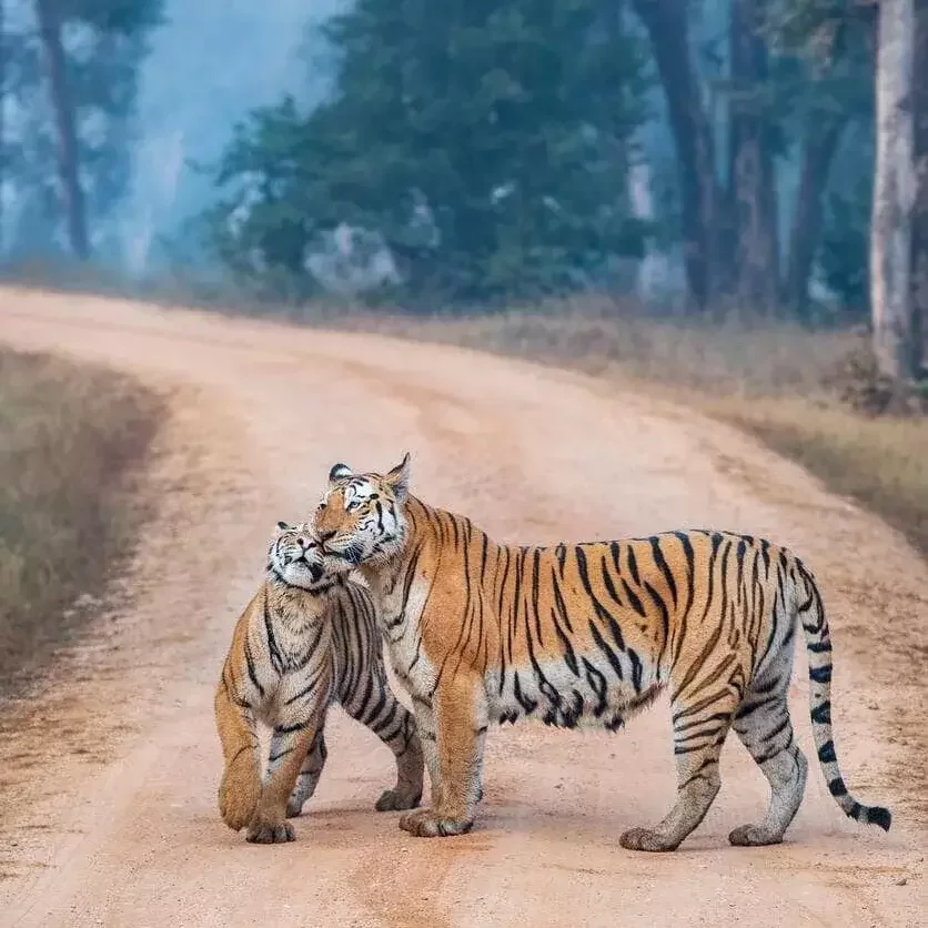Luxury Central India Private Tours
