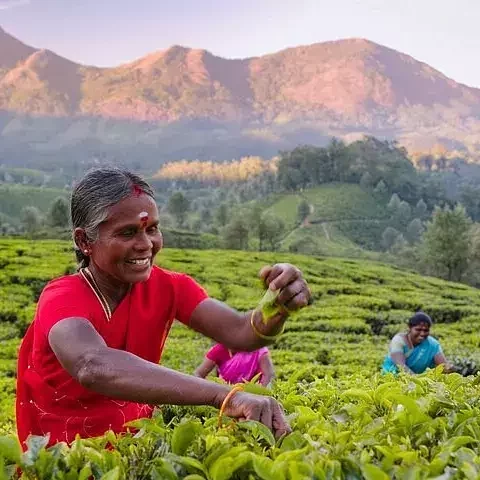 Luxury Munnar Private Tours