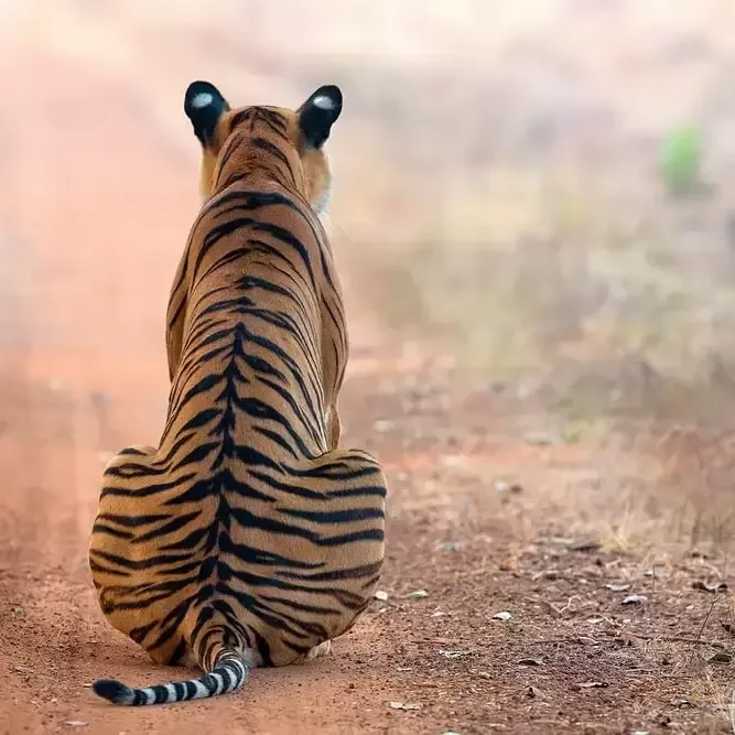 Luxury Wildlife Tours to Central India