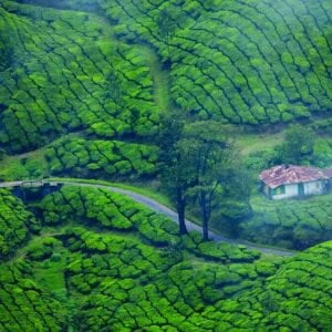 Munnar Plantations India Tour