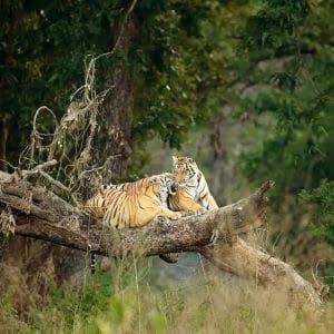 Panna National Park