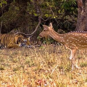 Pench with Tigers and Deer hunting
