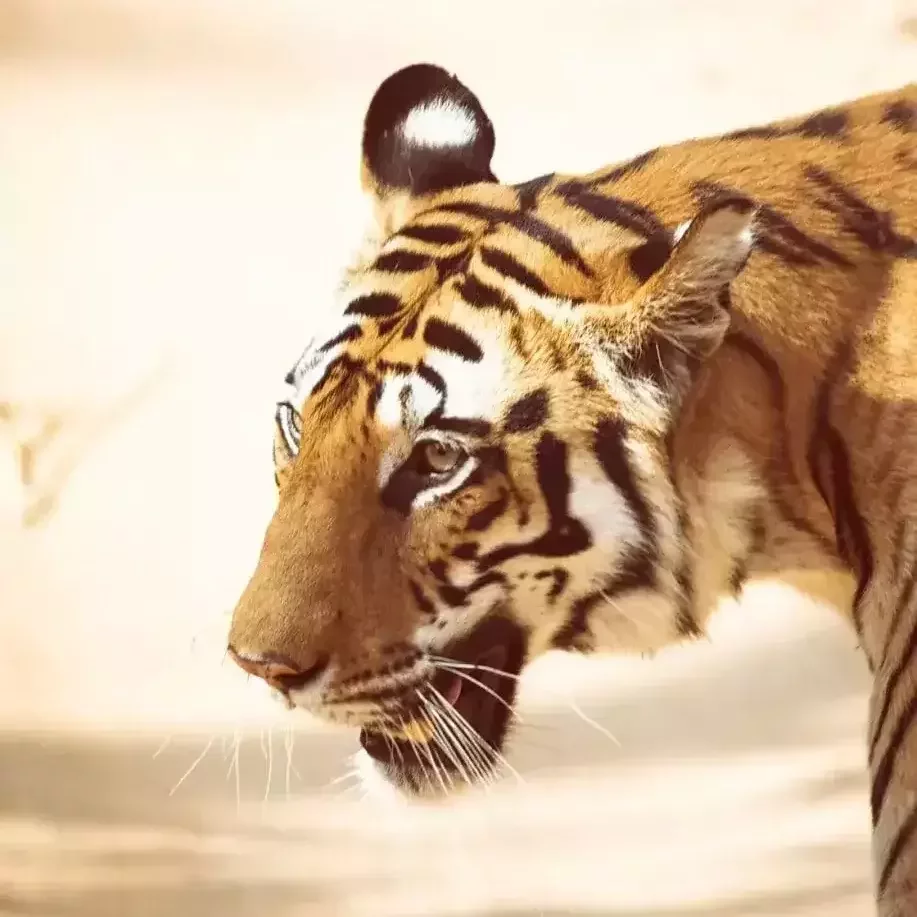 Safaris in Central India Tour