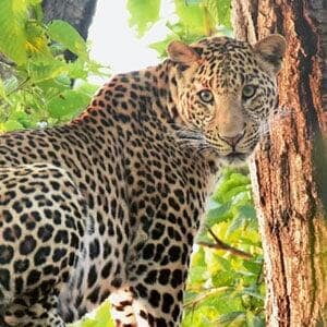 Satpura Park with Leopards