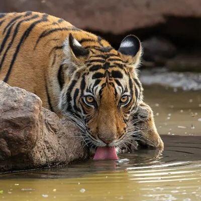 Tiger Safaris Family Holiday India