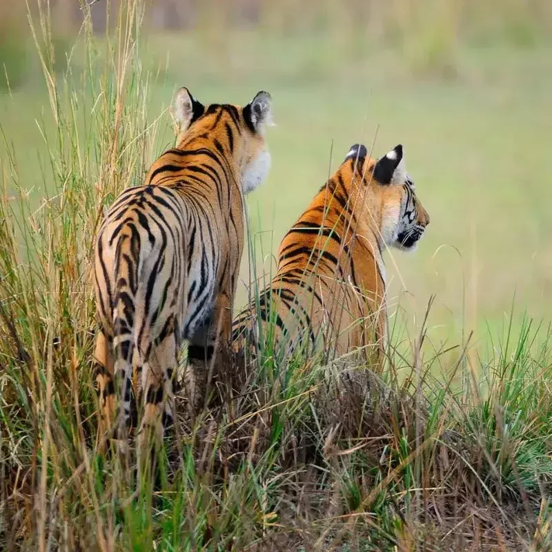 Trails of Tigers India Travel