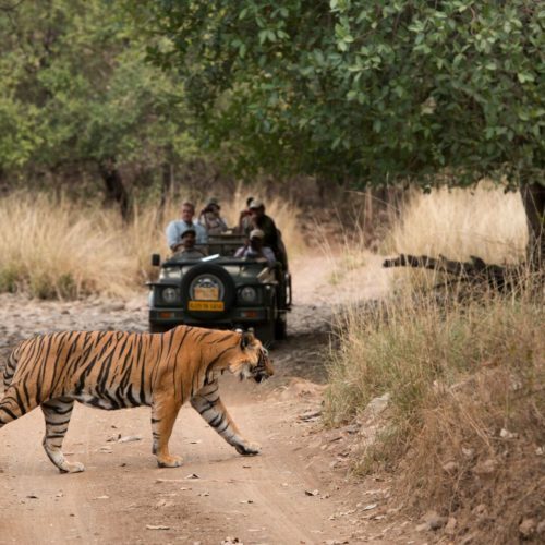 Spotting a Tiger in Ranthambore from private jeep